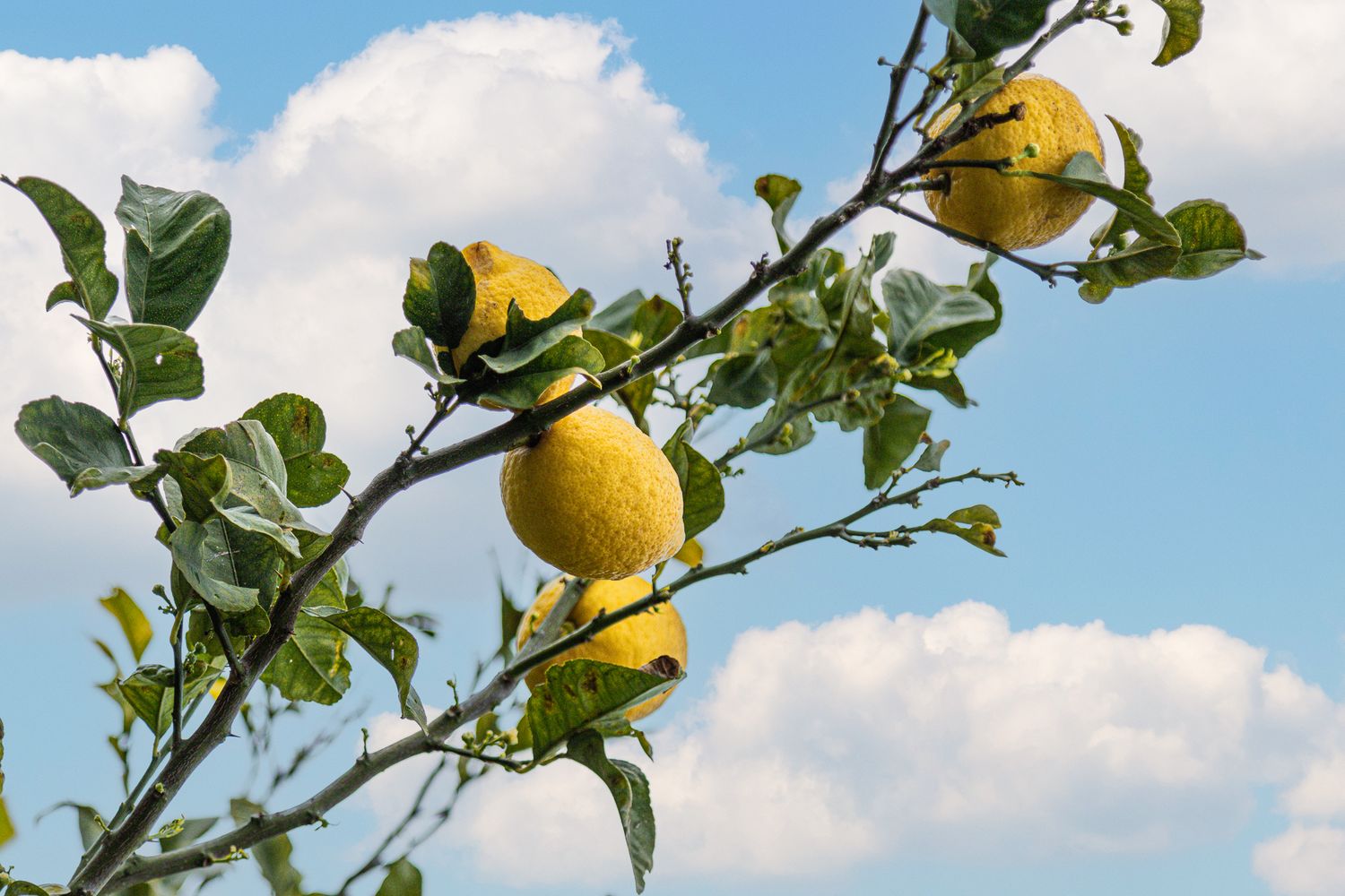 Yellow lemons ripening on a tree branch against a blue sky with white clouds.