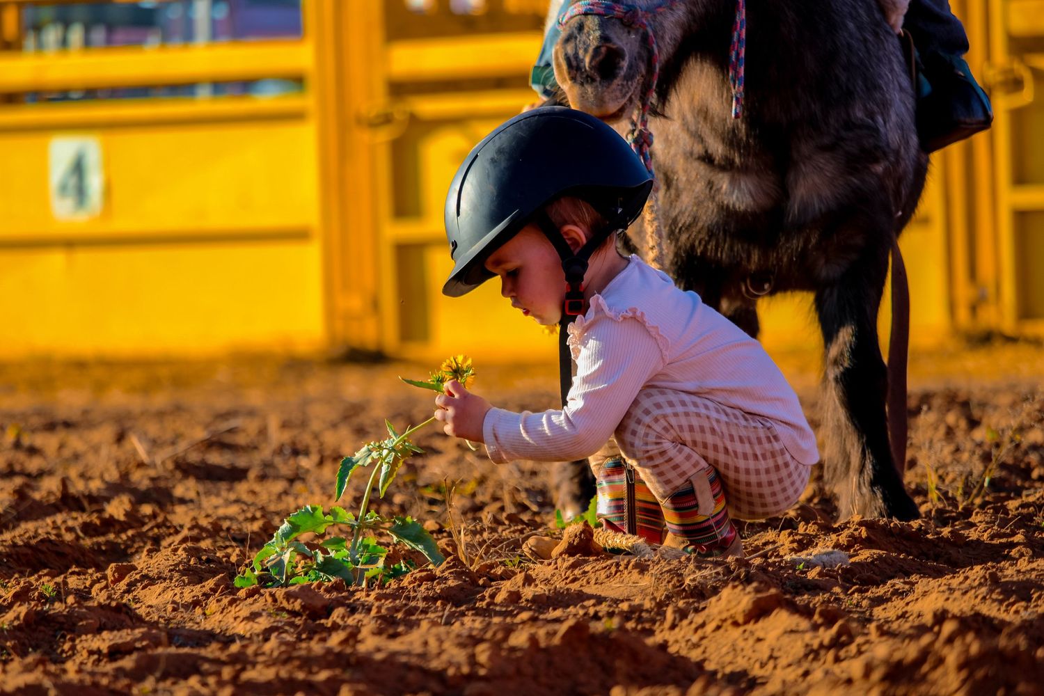 A person plants seedlings in rich brown soil during a gardening activity in bright sunlight.