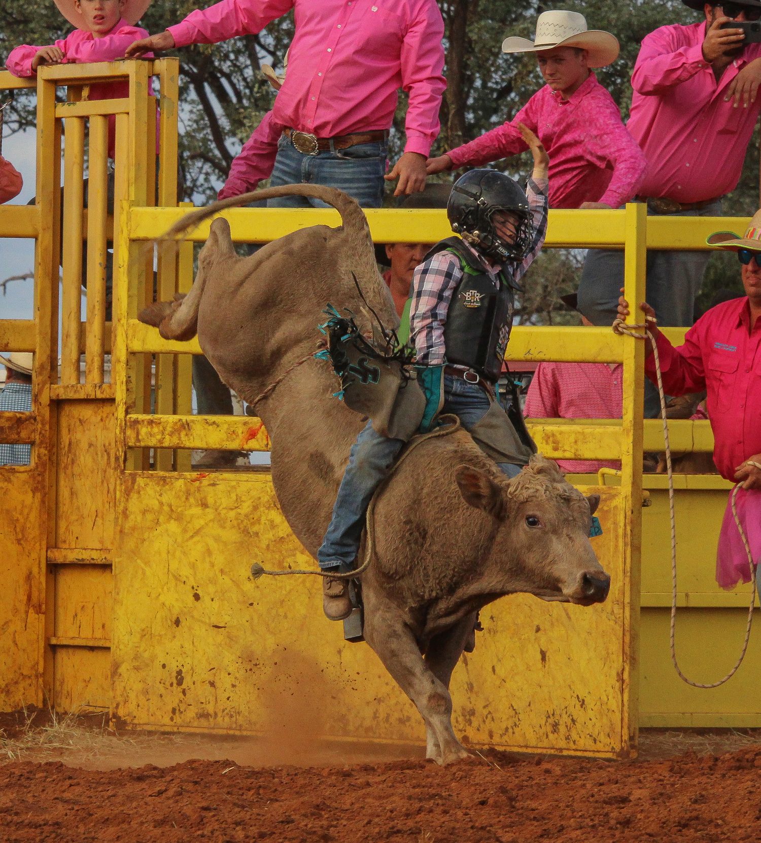 A sequence of rodeo action shots showing a bull rider in pink shirt attempting to stay mounted on a bucking bull.