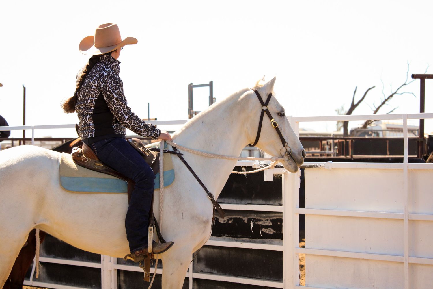 A rider in a cowboy hat sits atop a white horse next to metal arena railings at sunset.