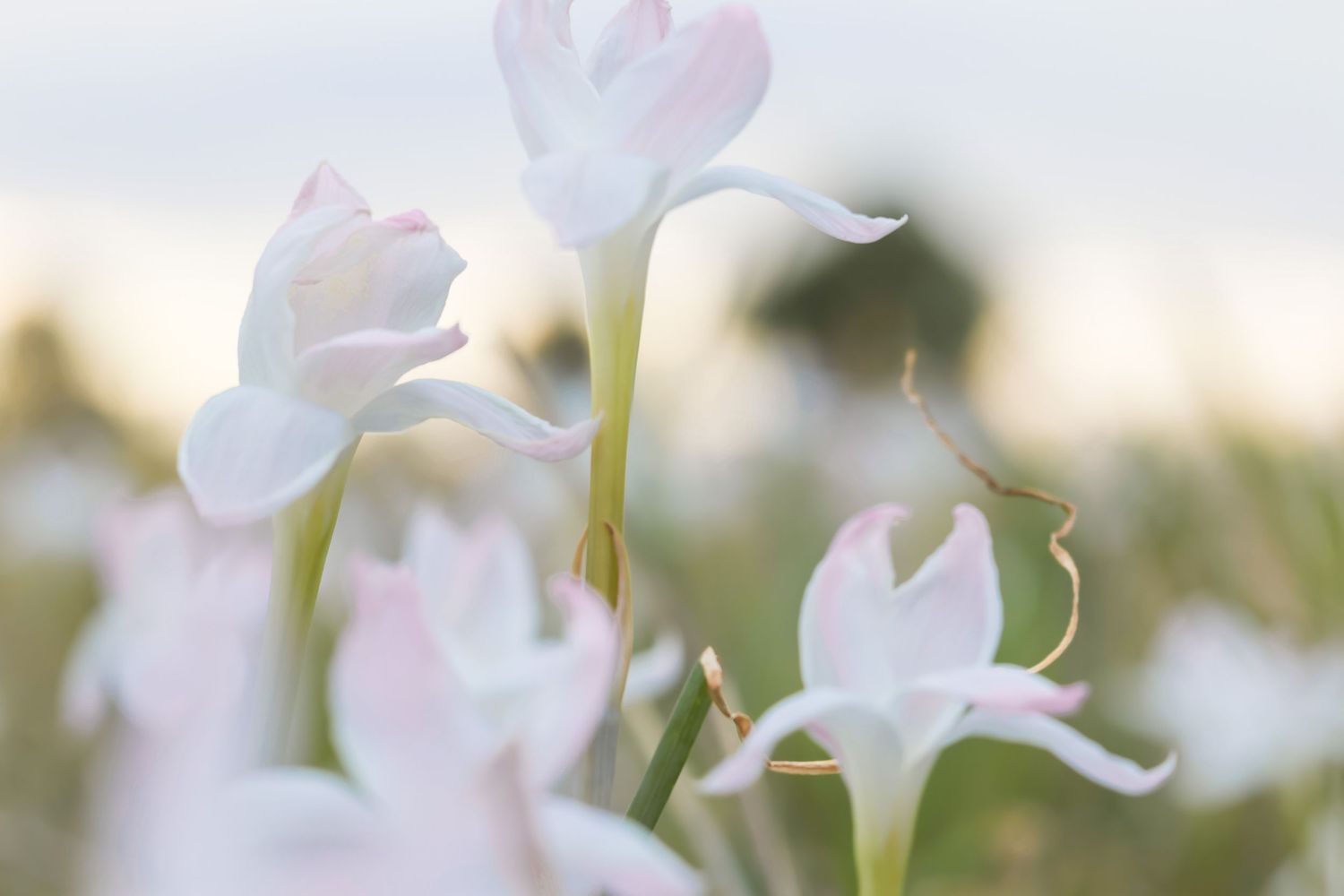 A close-up view of delicate white cherry blossoms blooming on branches against a soft, blurred background.