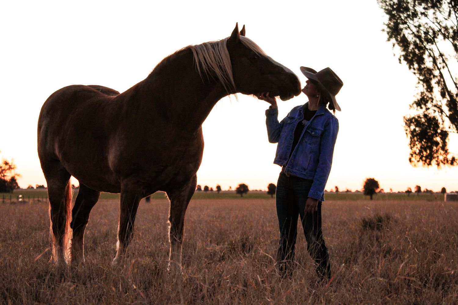 A dark horse and rancher share a quiet moment in a golden field at sunset.