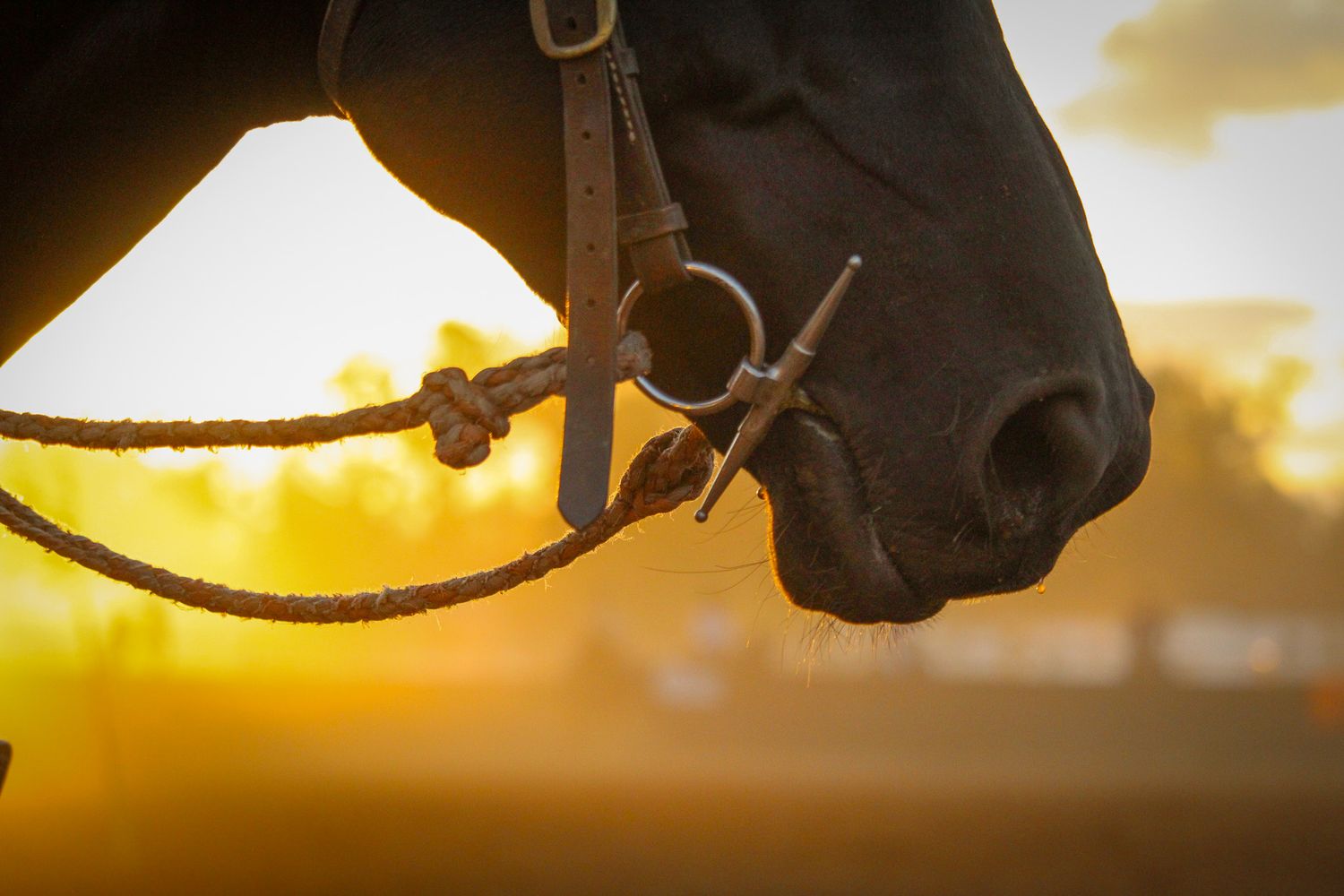 Dramatic silhouettes of horses at sunset during western equestrian training.