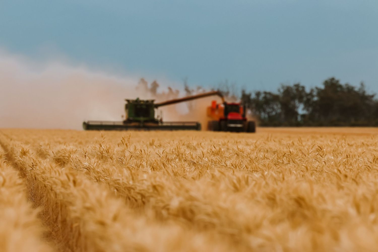 A combine harvester cuts through a golden wheat field during harvest season under blue skies.