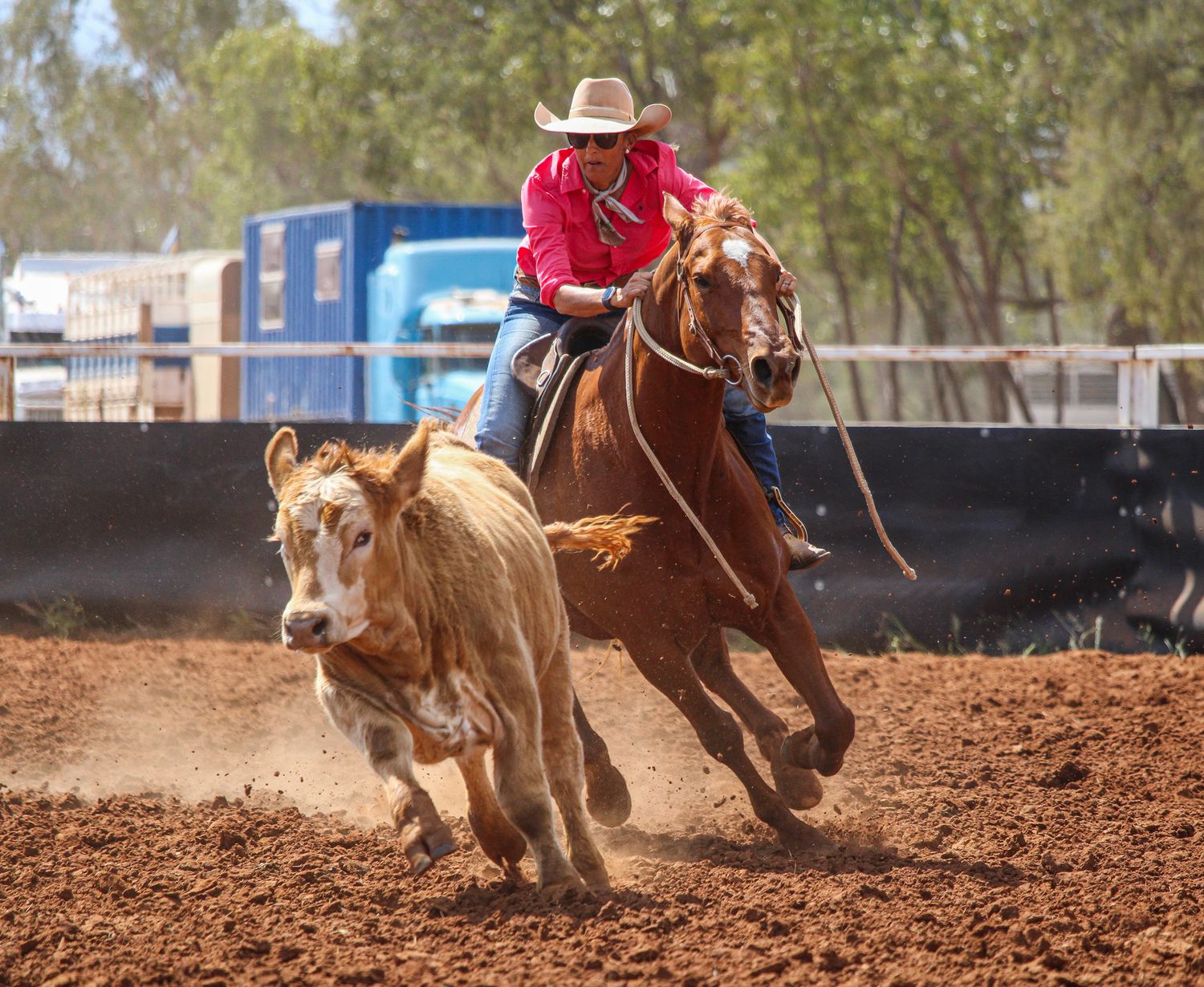 Action sequence of cowboys roping cattle in a red dirt rodeo arena.