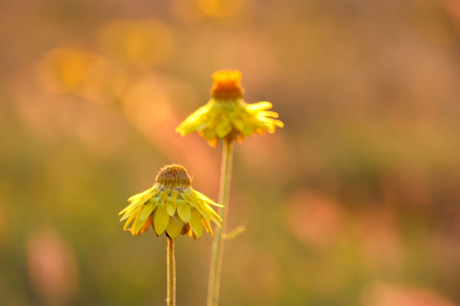 Yellow coneflower blooms sway in a garden with soft bokeh background lighting at sunset.