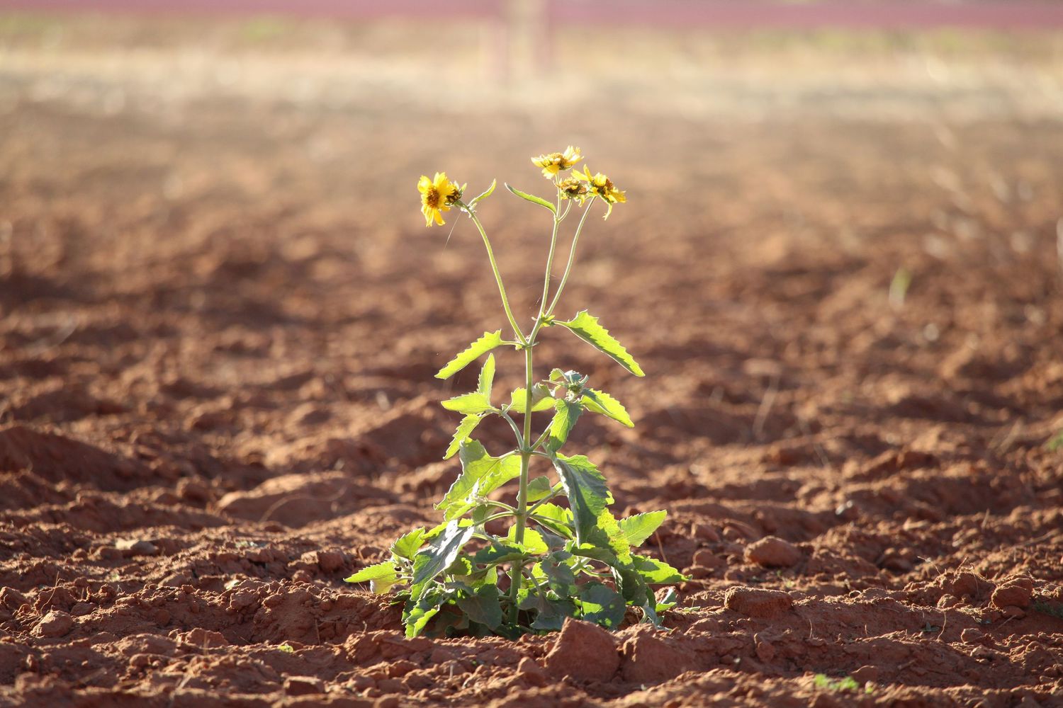 Time-lapse sequence showing green plant seedling emerging and growing from rich brown soil over multiple stages.