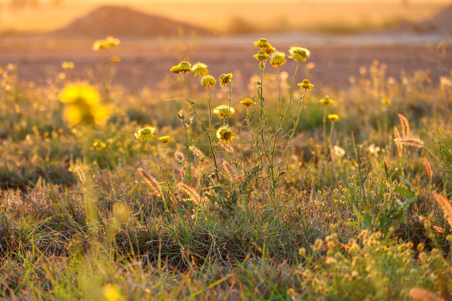 Golden wildflowers bloom in a meadow at sunset with warm light illuminating the natural landscape.