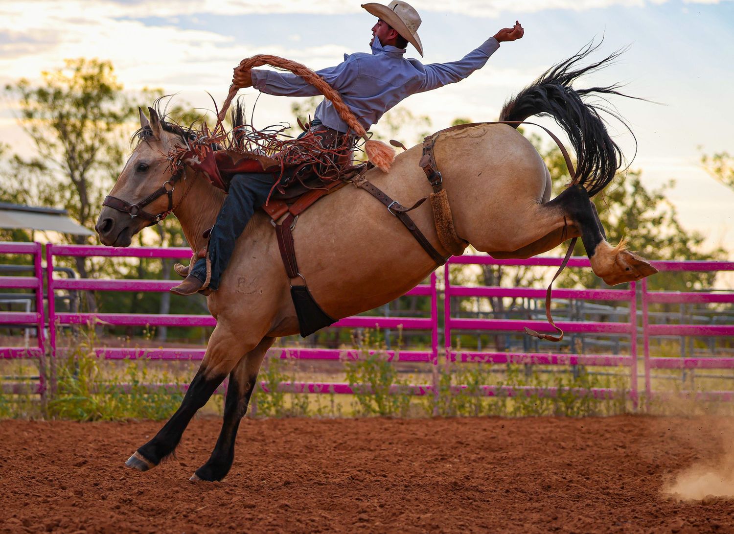 A cowboy performs a daring bronc riding maneuver at a rodeo competition in an outdoor arena at sunset.