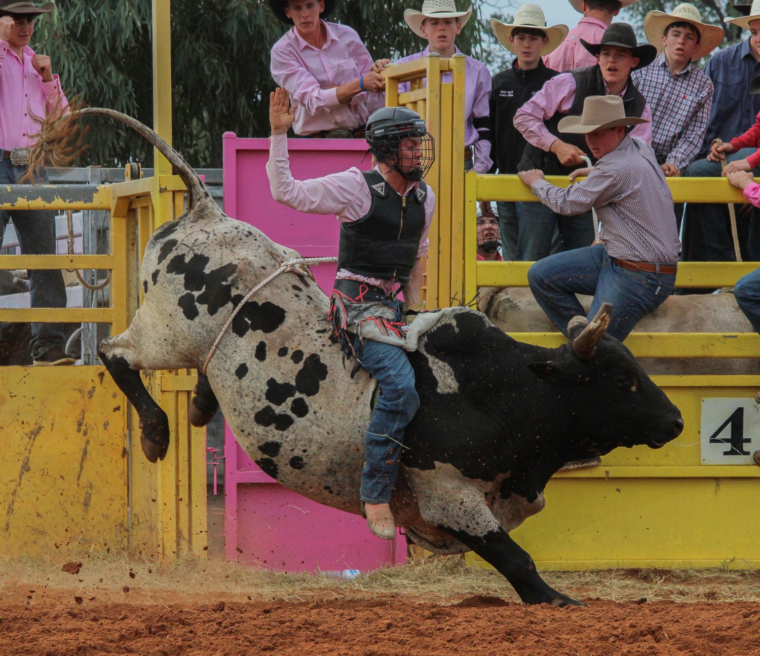 A sequence of action shots showing a bull rider competing in a rodeo arena with pink and yellow panels.