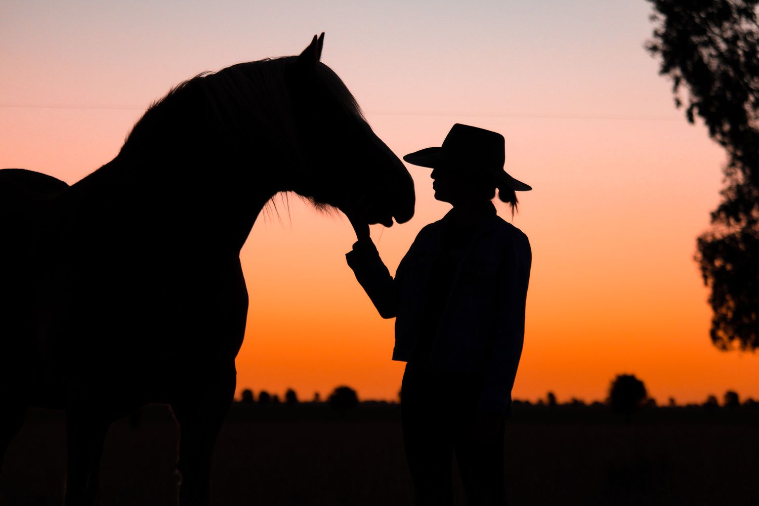 Silhouette of a person in cowboy hat touching a horse's nose against a vibrant orange sunset sky.