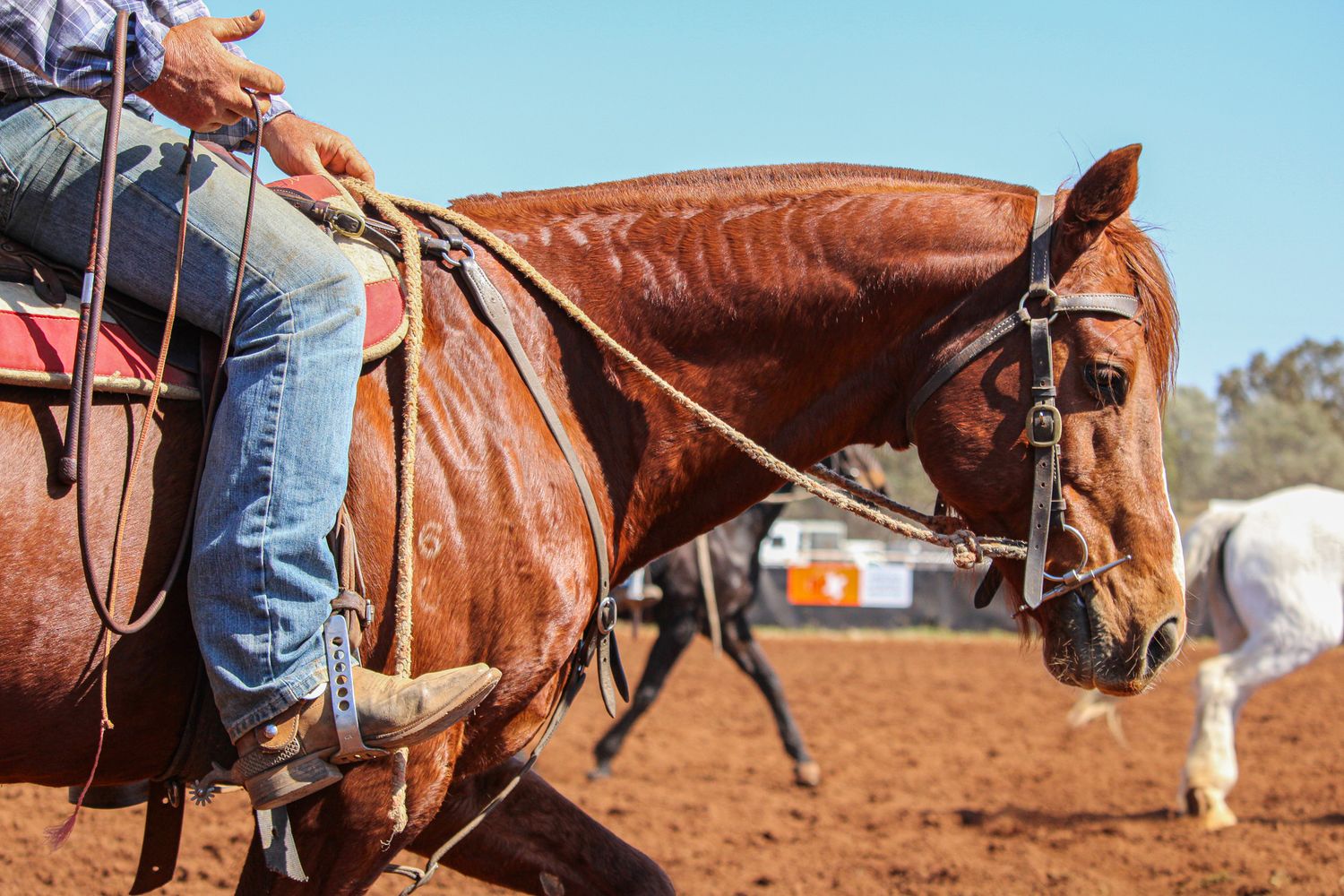 Close-up sequence of western riders and horses practicing roping maneuvers.