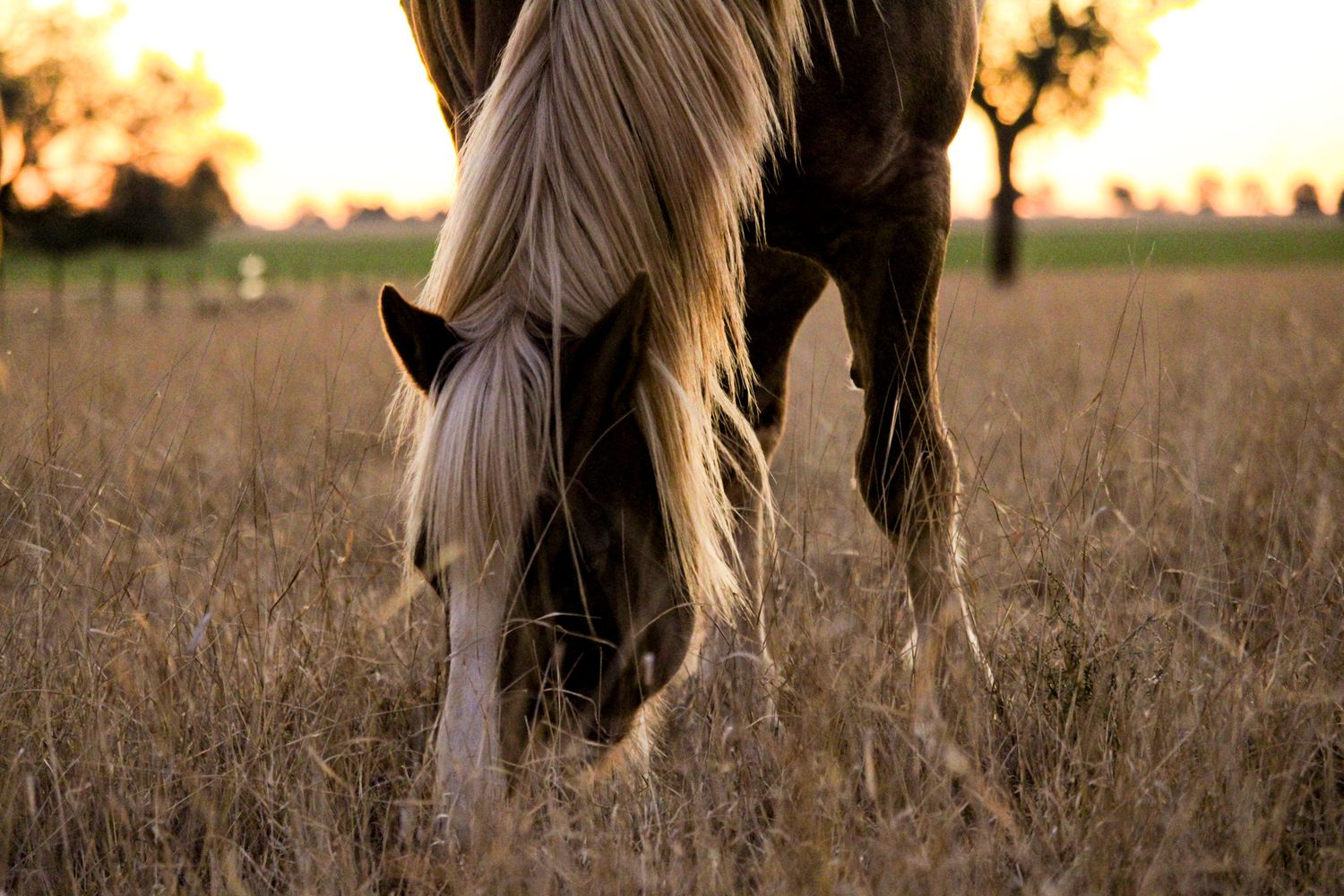 Close-up of a horse grazing in tall grass during golden hour with sunlight filtering through.