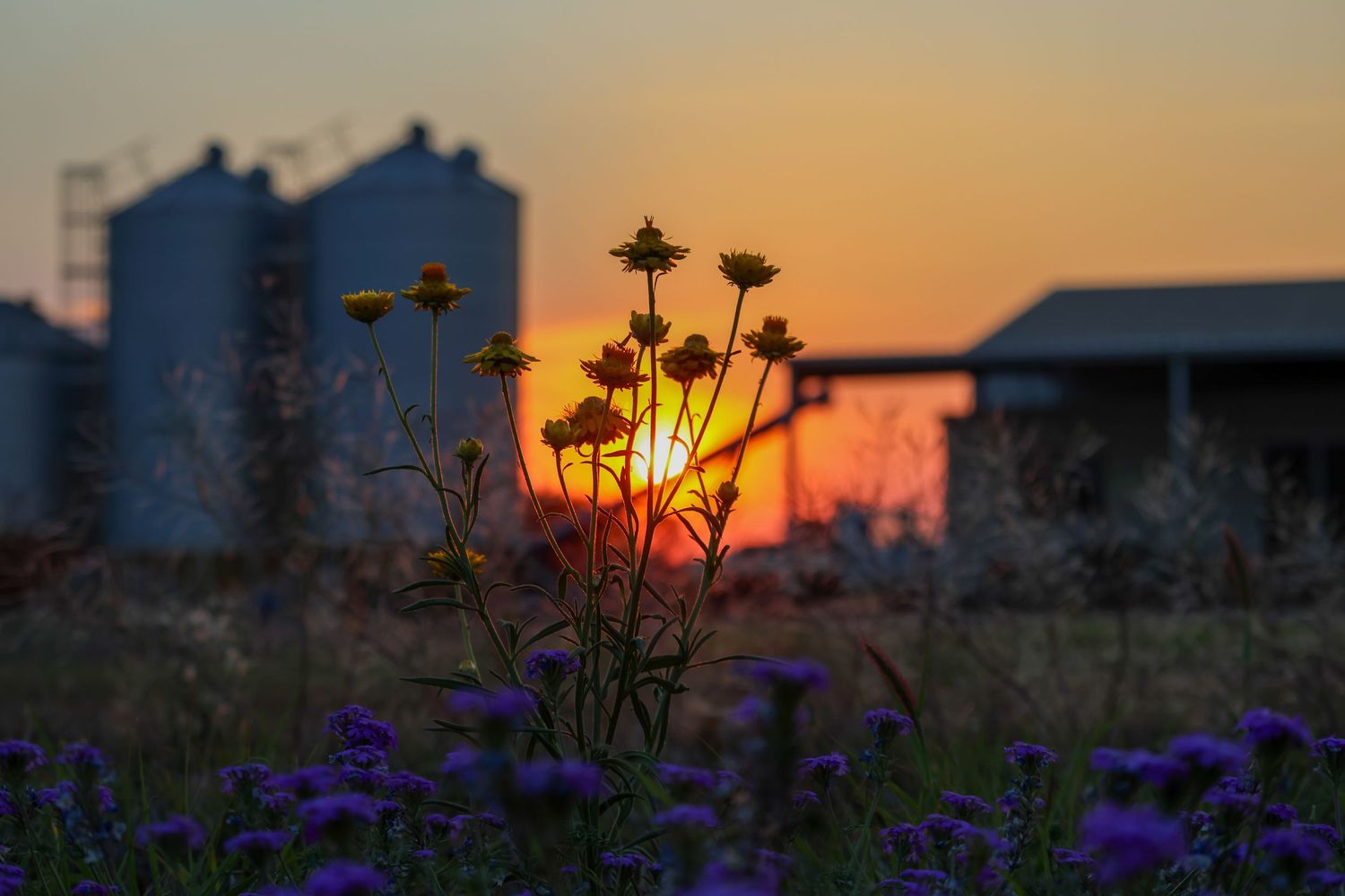 Silhouettes of wildflowers and plants against a vibrant orange and purple sunset sky.
