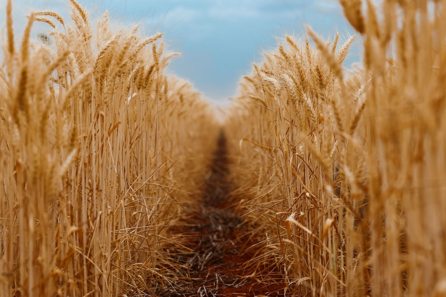 Golden wheat stalks sway in a field against a bright blue sky during harvest season.
