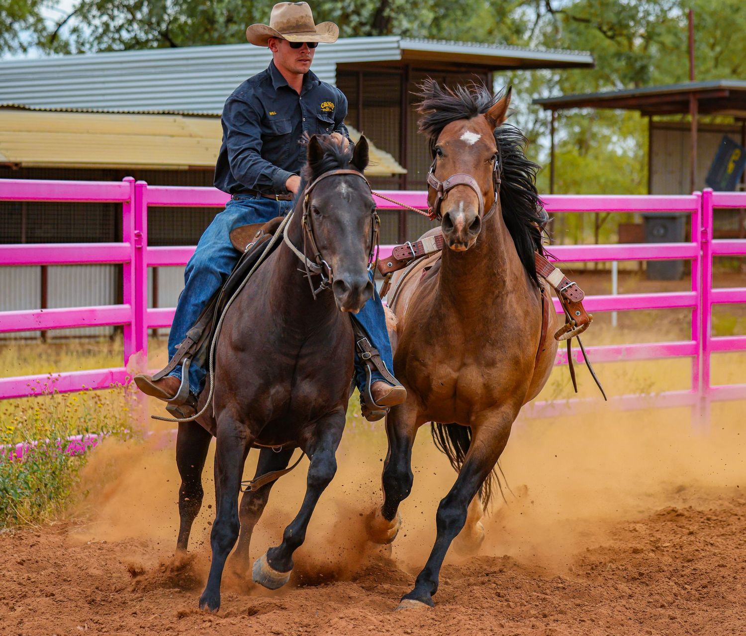 Horses kicking up dust while performing reining maneuvers in an arena with bright pink fencing.