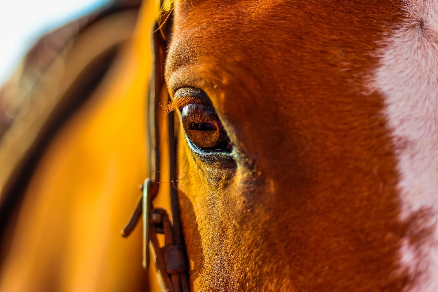 Close-up macro photograph of a horse's eye and surrounding facial features in warm brown tones.
