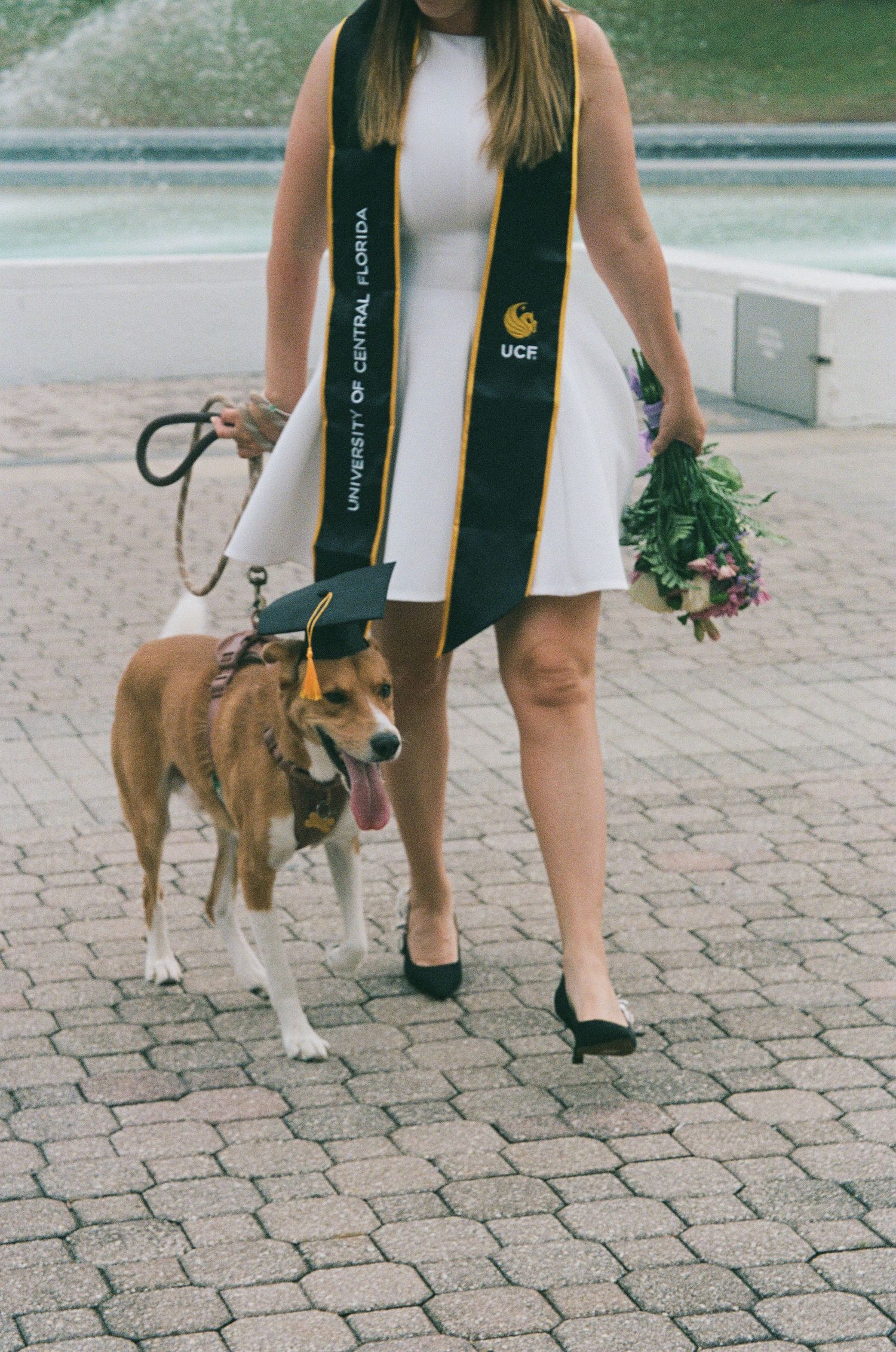 UCF graduate in white dress and black stole walks dog wearing graduation cap while holding flowers near fountain.