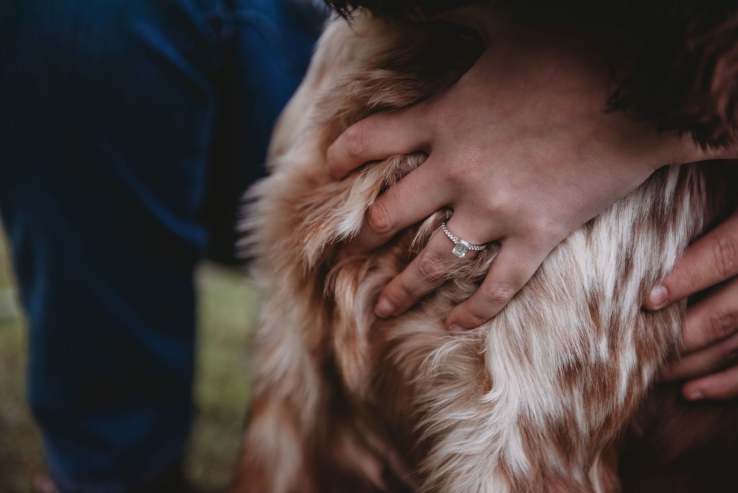 Close-up of hands with an engagement ring gently petting a fluffy dog's fur.