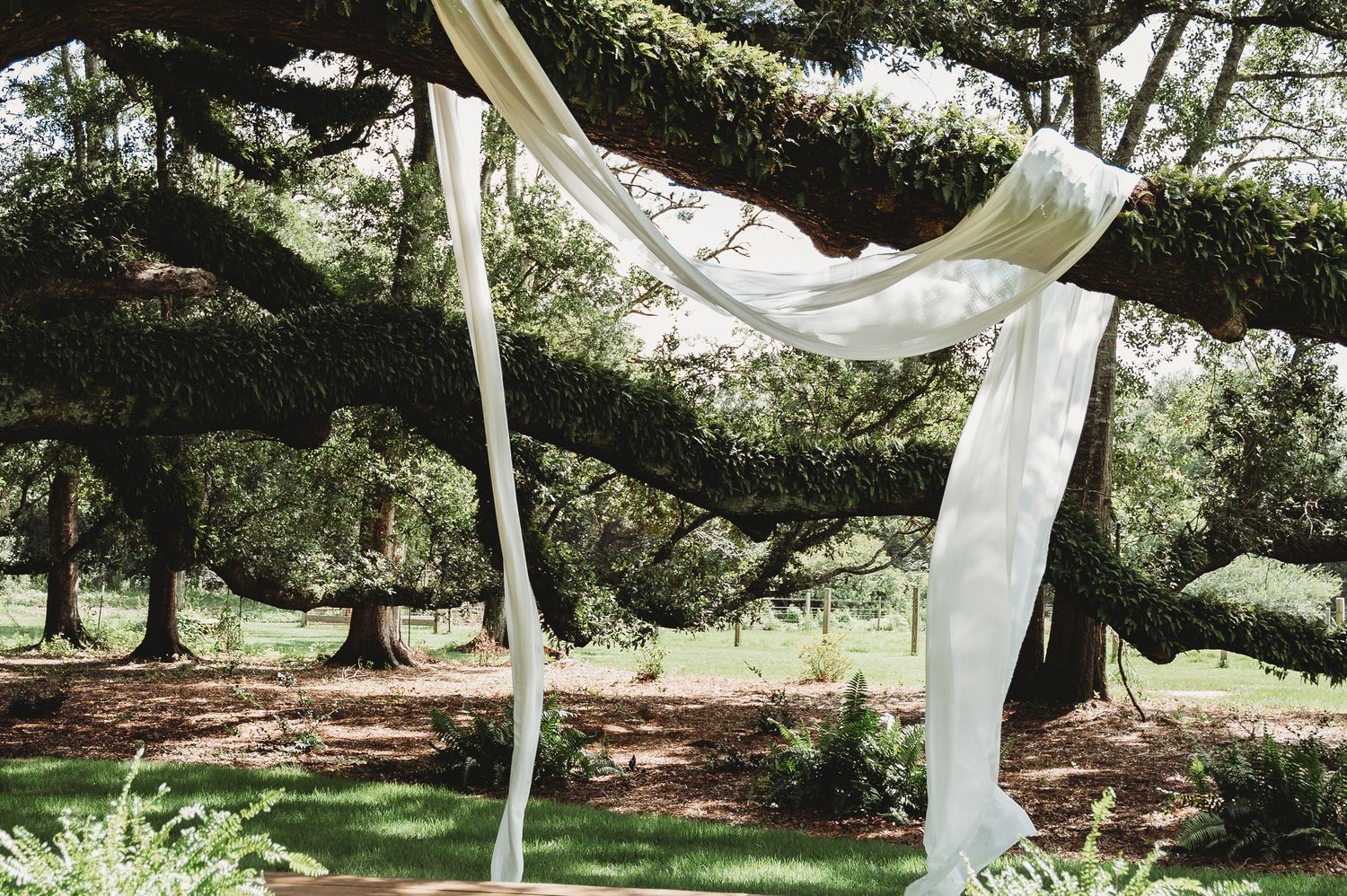 Elegant white fabric draping an outdoor wedding arch beneath a sprawling moss-covered oak tree.