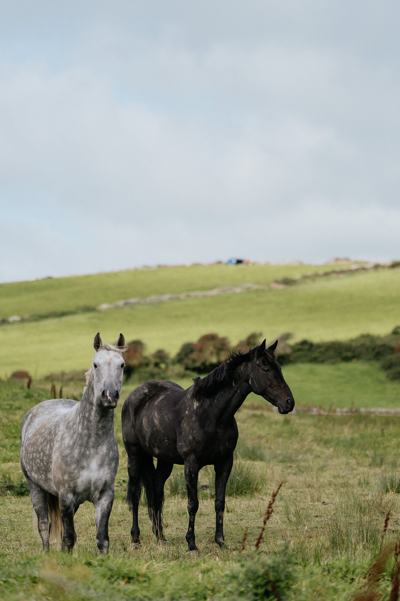 ireland horses