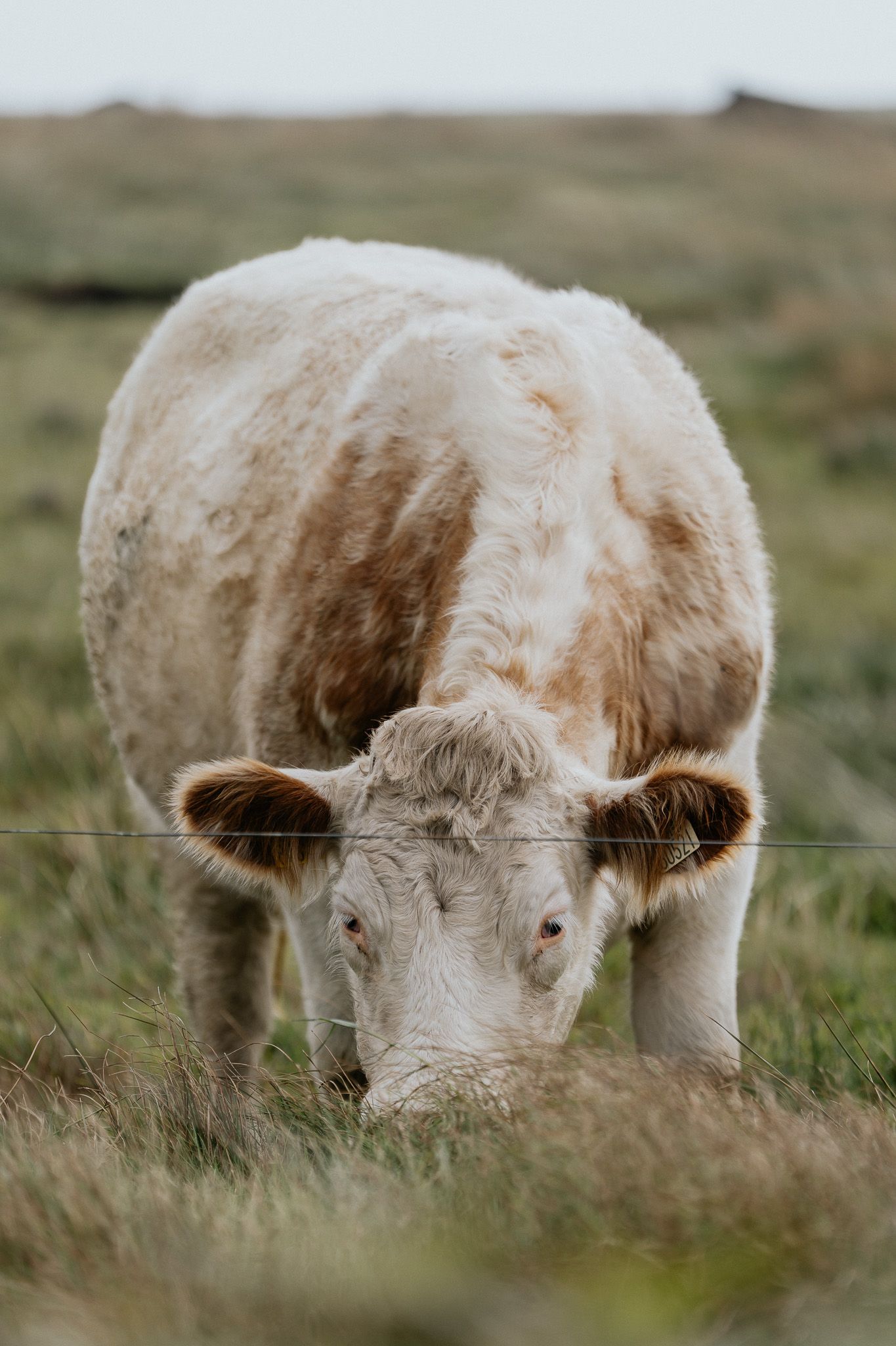 ireland cow