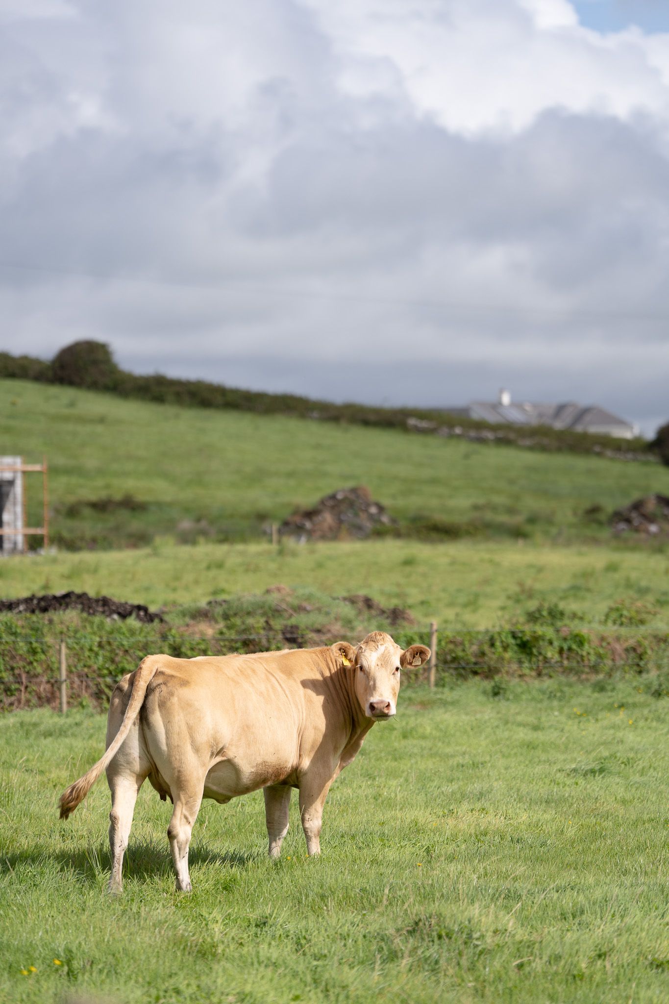 ireland cow