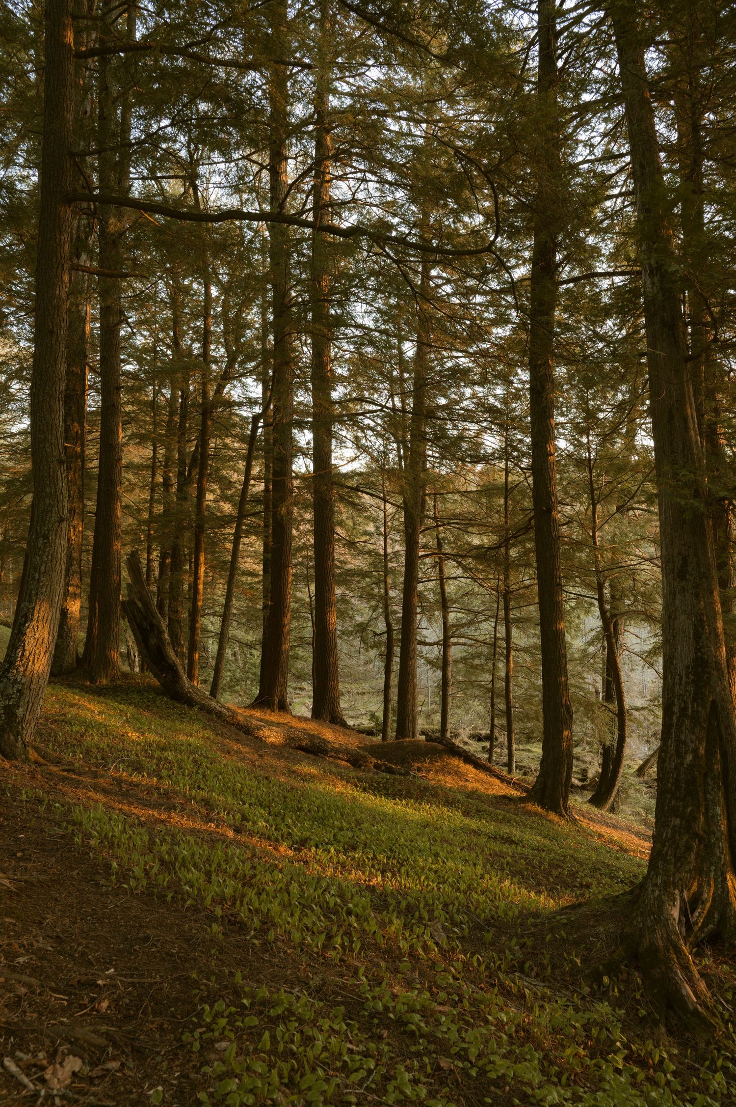 A lush green hillside in a forest