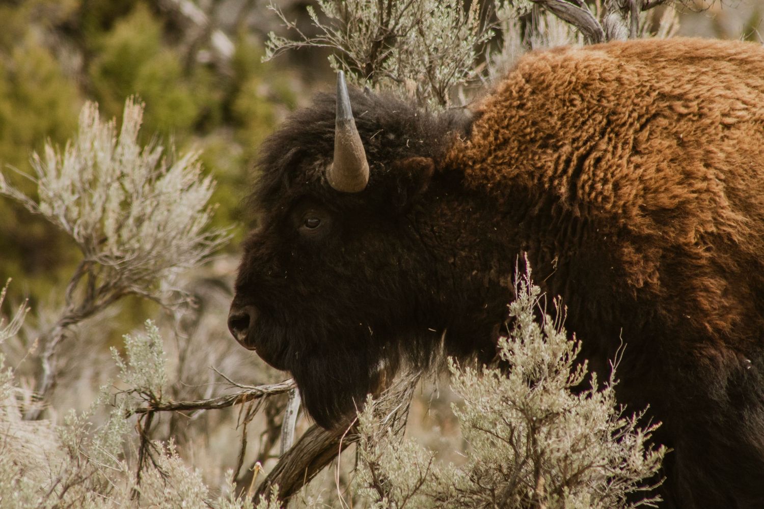 Profile of an American Bison in the sage brush of Yellowstone National Park