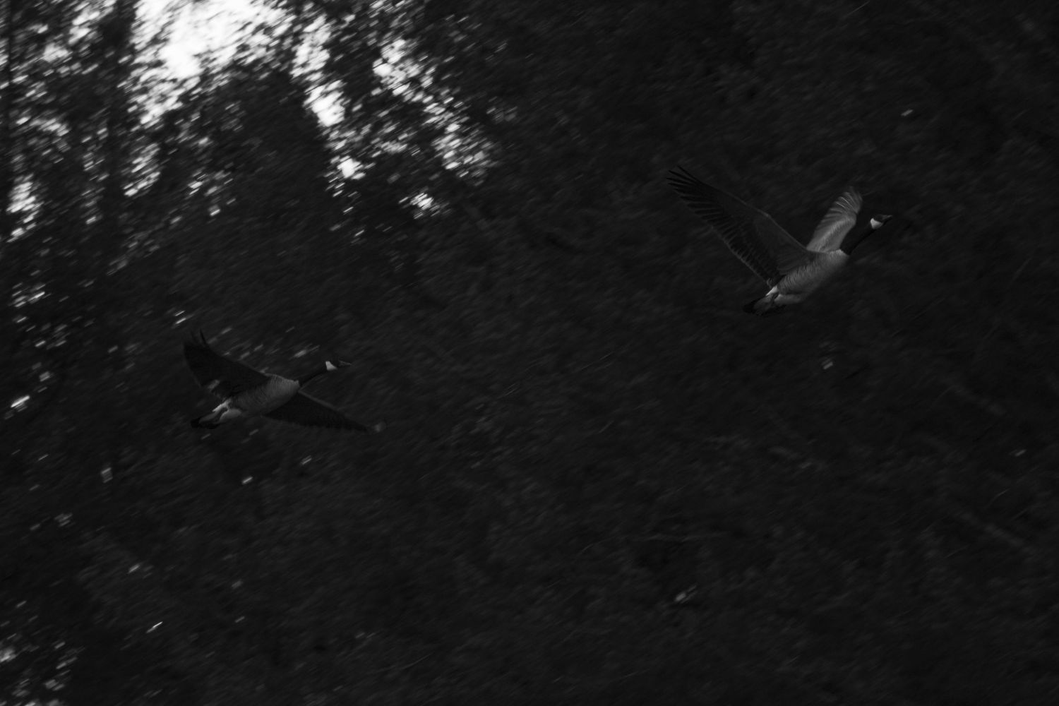 2 geese flying across a treeline