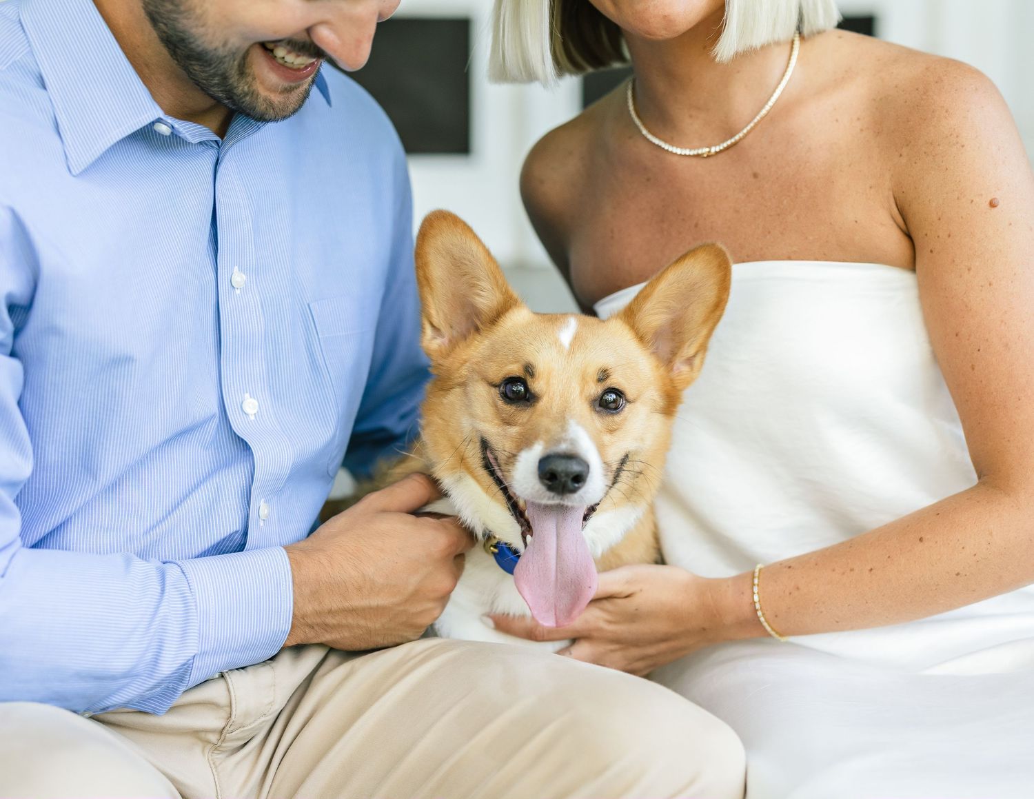 Sweet portraits with smiling Shiba Inu dog in formal attire.