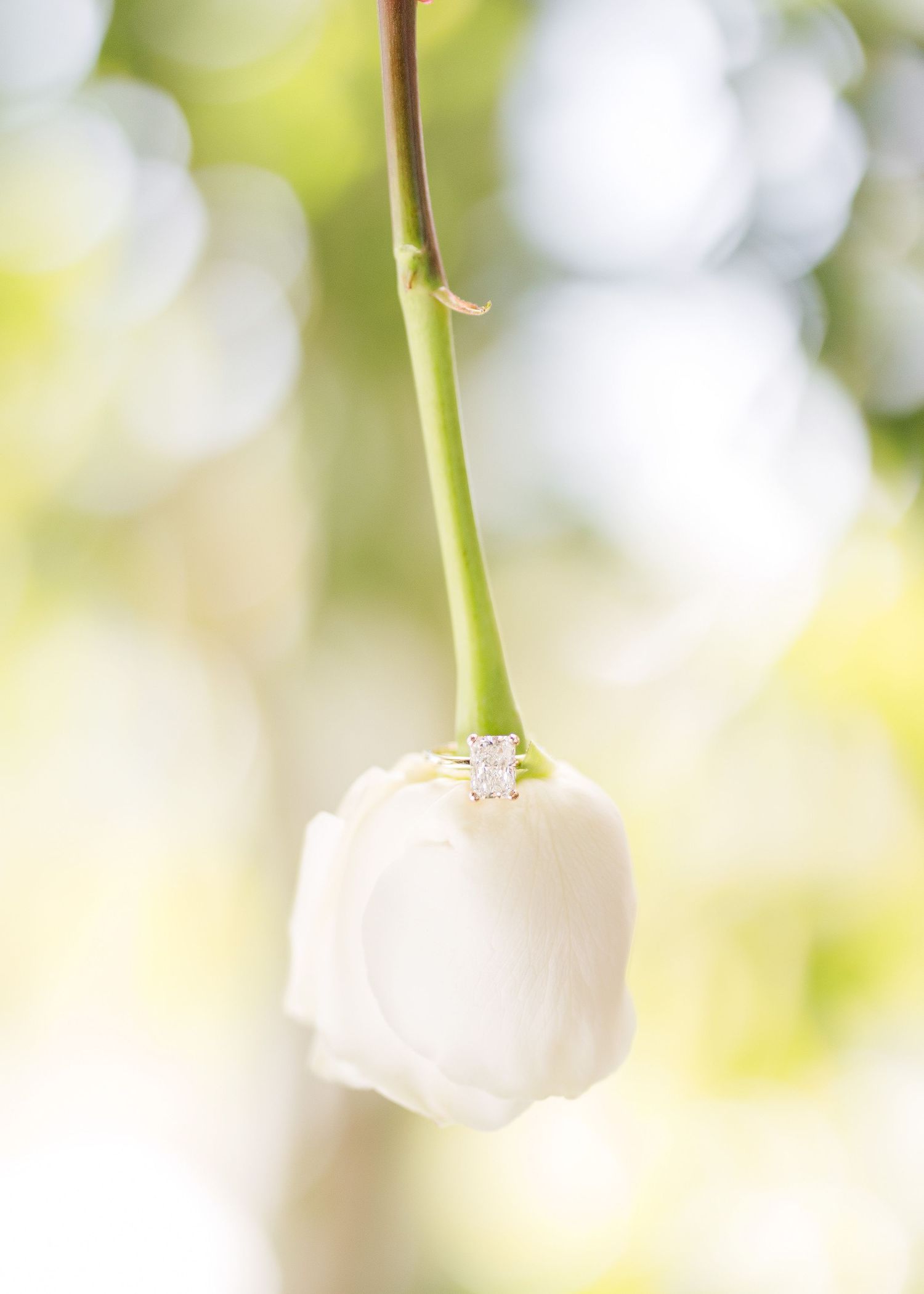A delicate white tulip flower hangs from a green stem against a soft bokeh background.