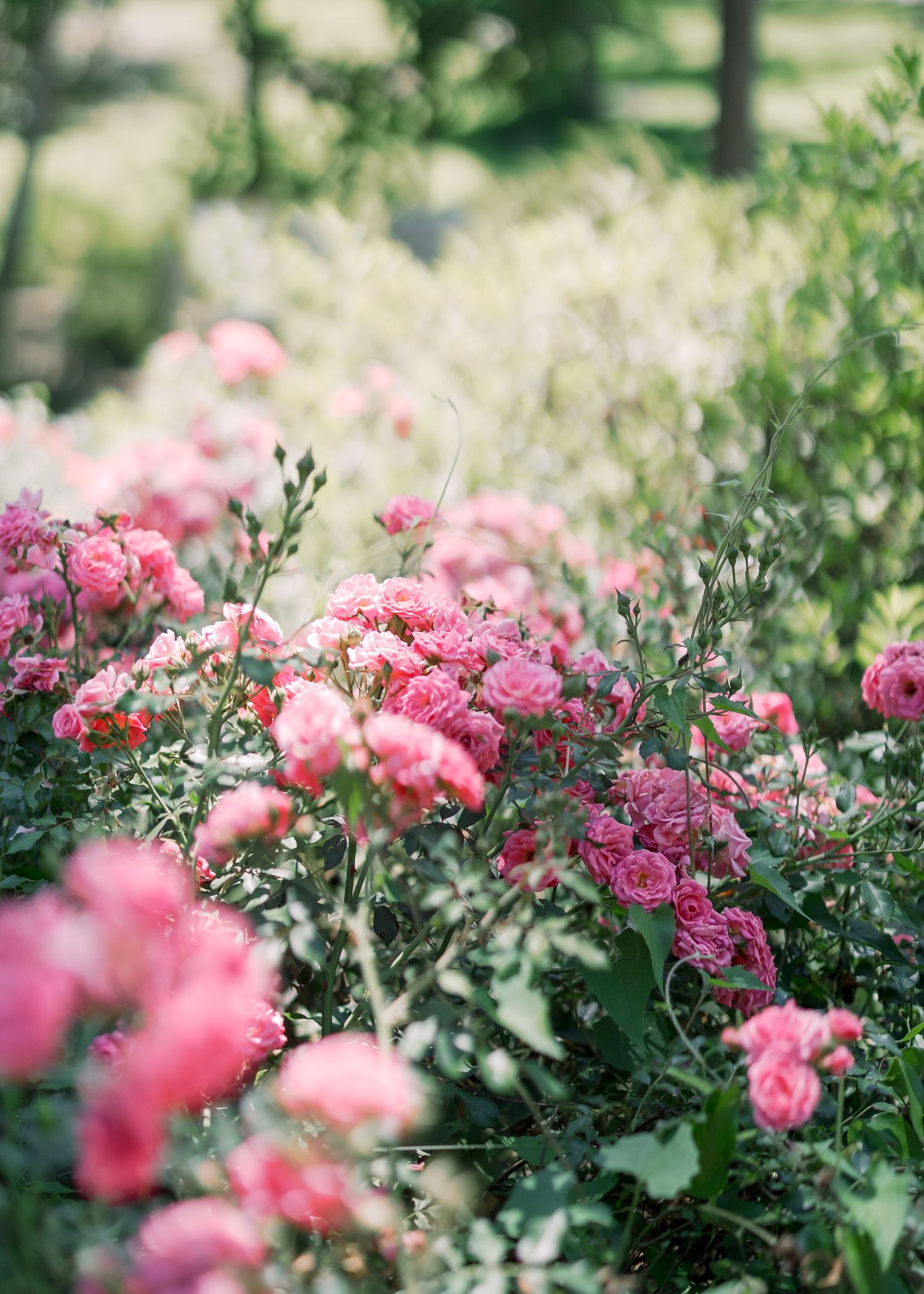 Beautiful pink garden roses blooming in natural outdoor setting.