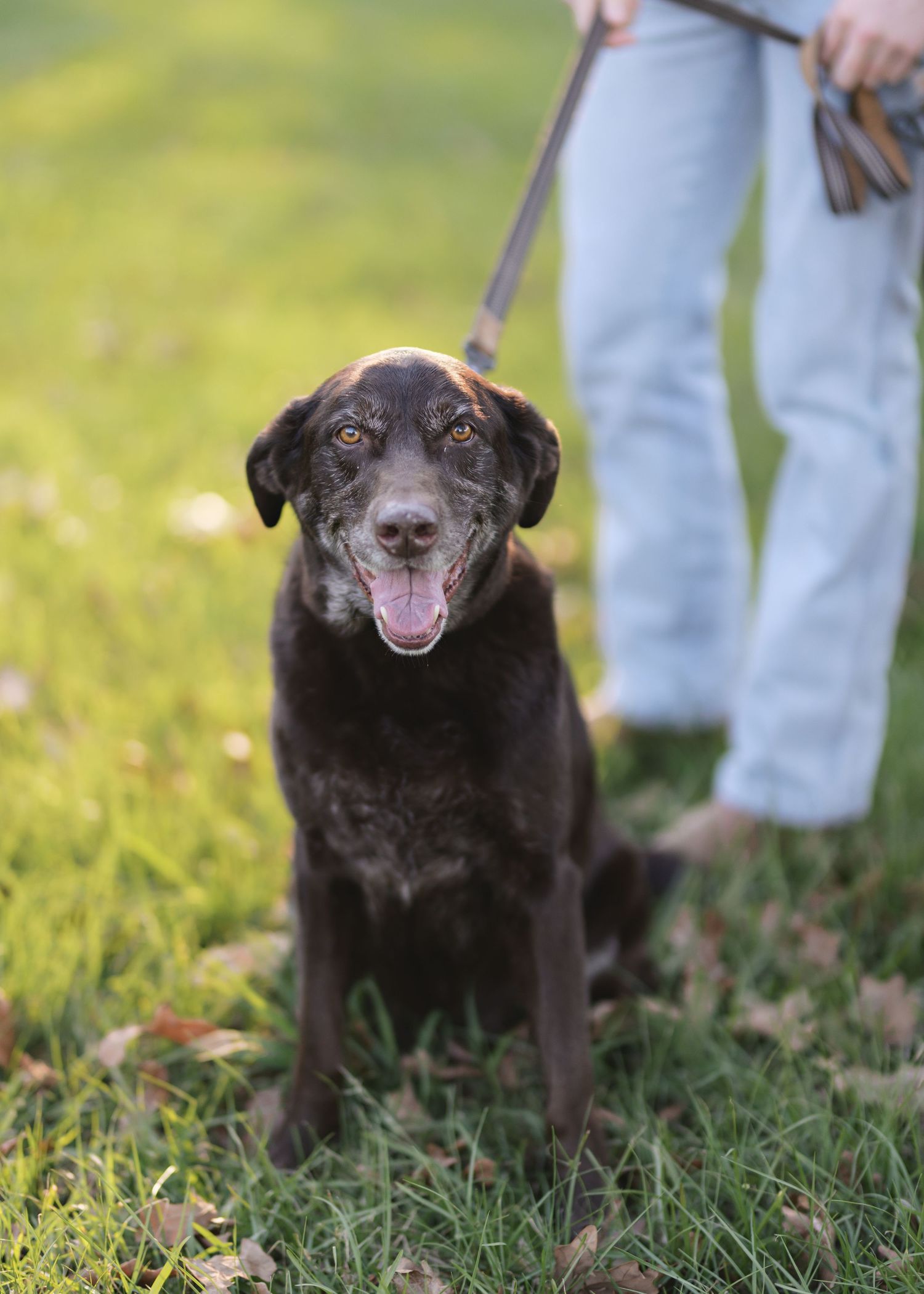 Happy black dog poses on grass during outdoor photo session.