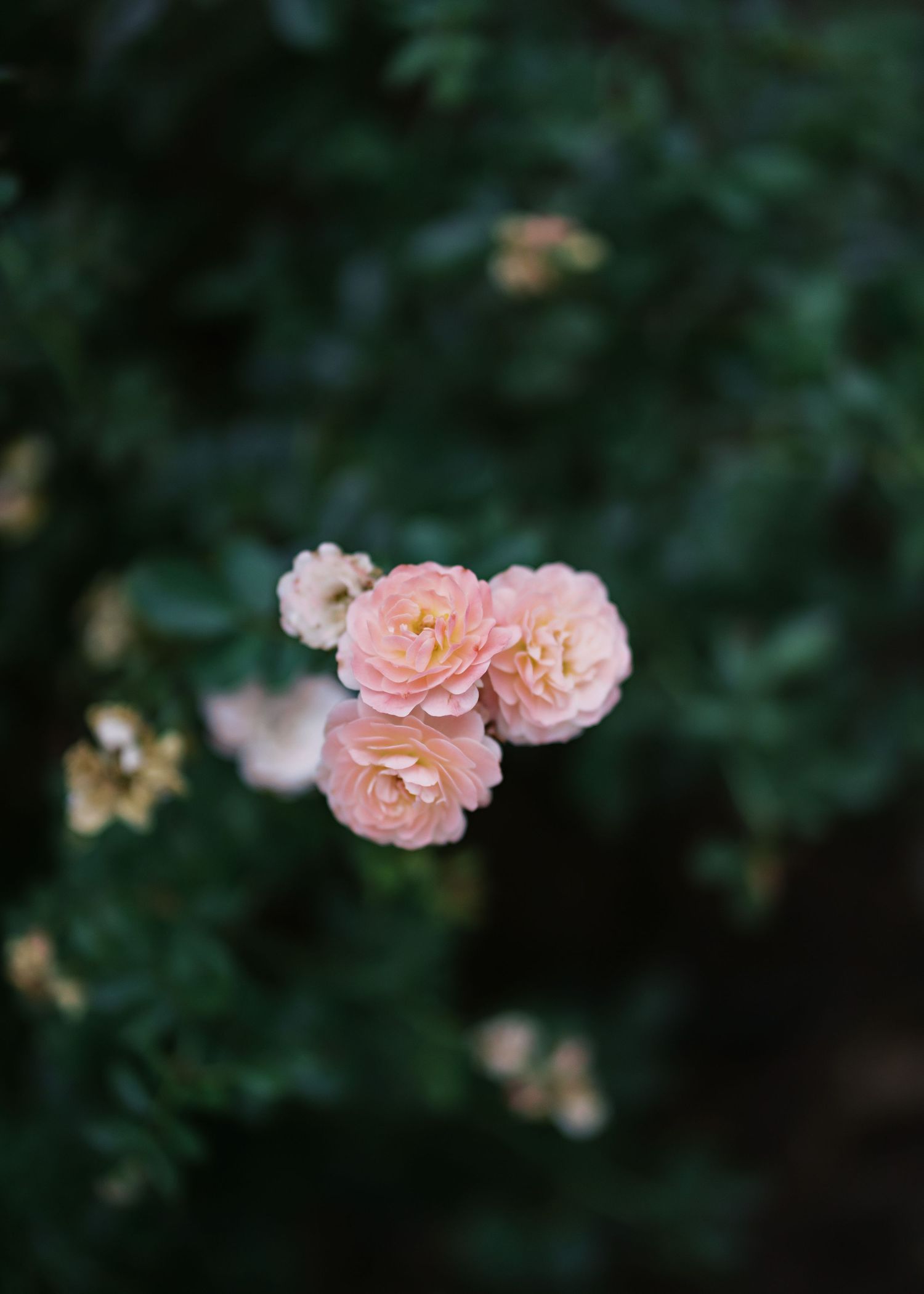 Three delicate pink roses blooming against a dark green foliage background.
