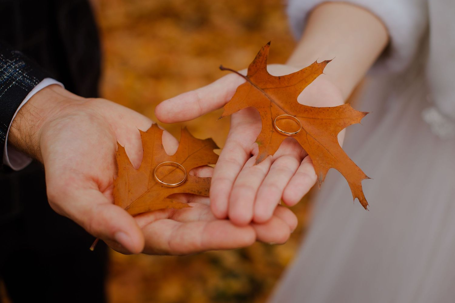 Two hands holding autumn maple leaves with gold wedding rings resting on them outdoors.