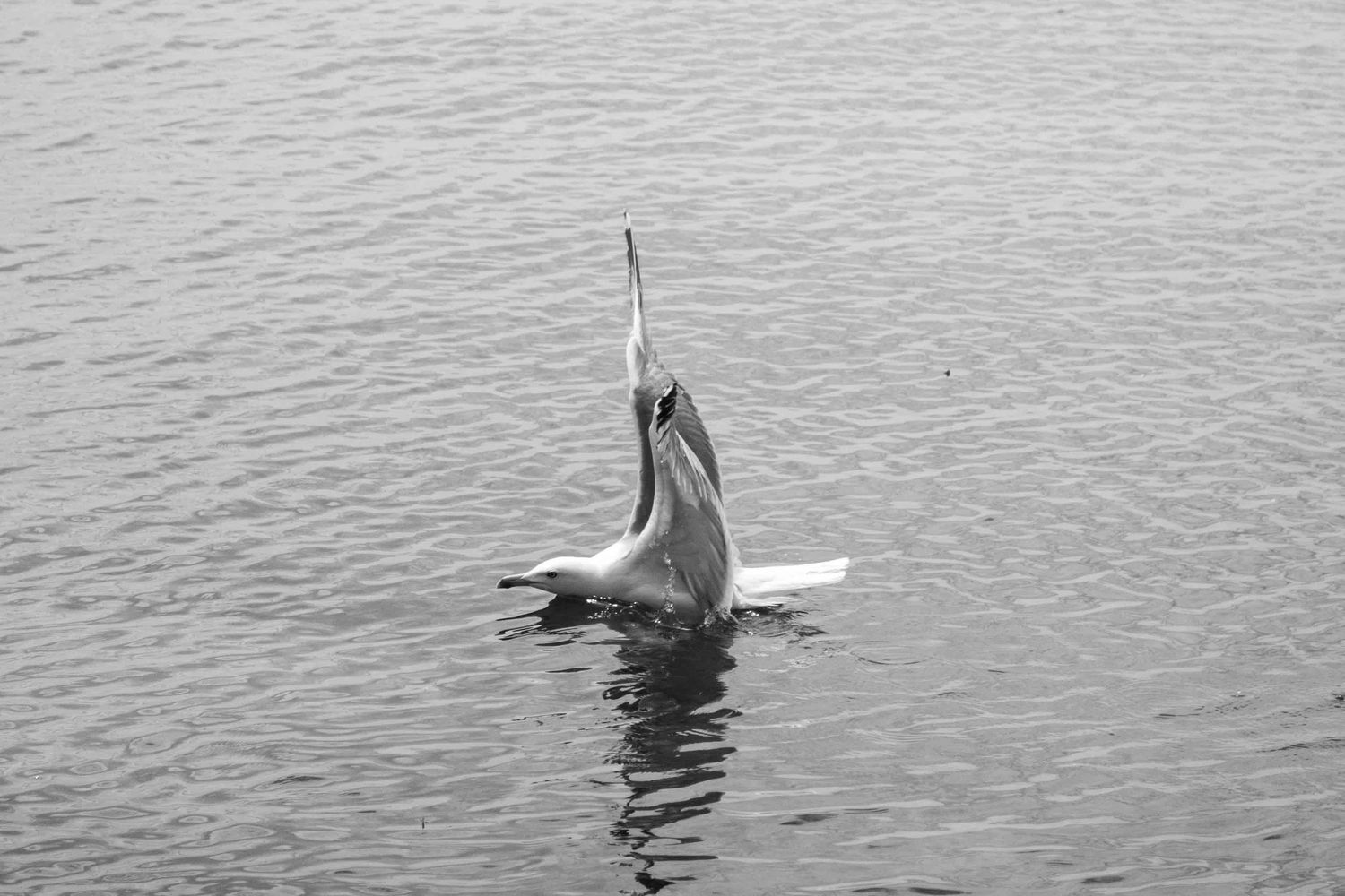 A pelican with open beak stands on calm water in black and white photography.