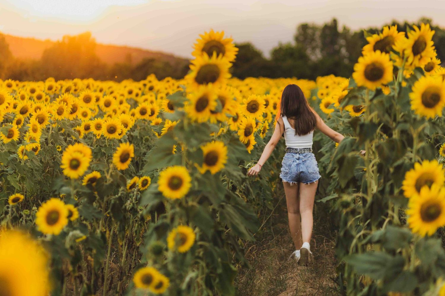 A dreamy sunset view of someone walking through a vibrant field of bright yellow sunflowers.
