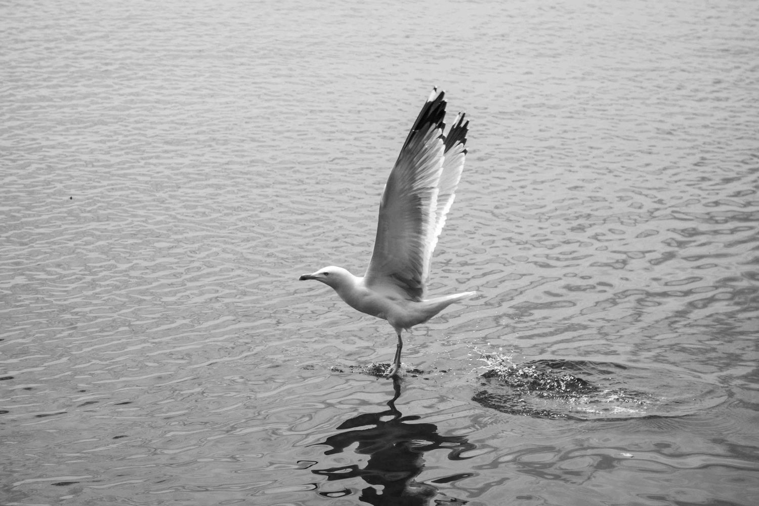 A seagull with spread wings takes flight from a calm water surface in black and white photography.