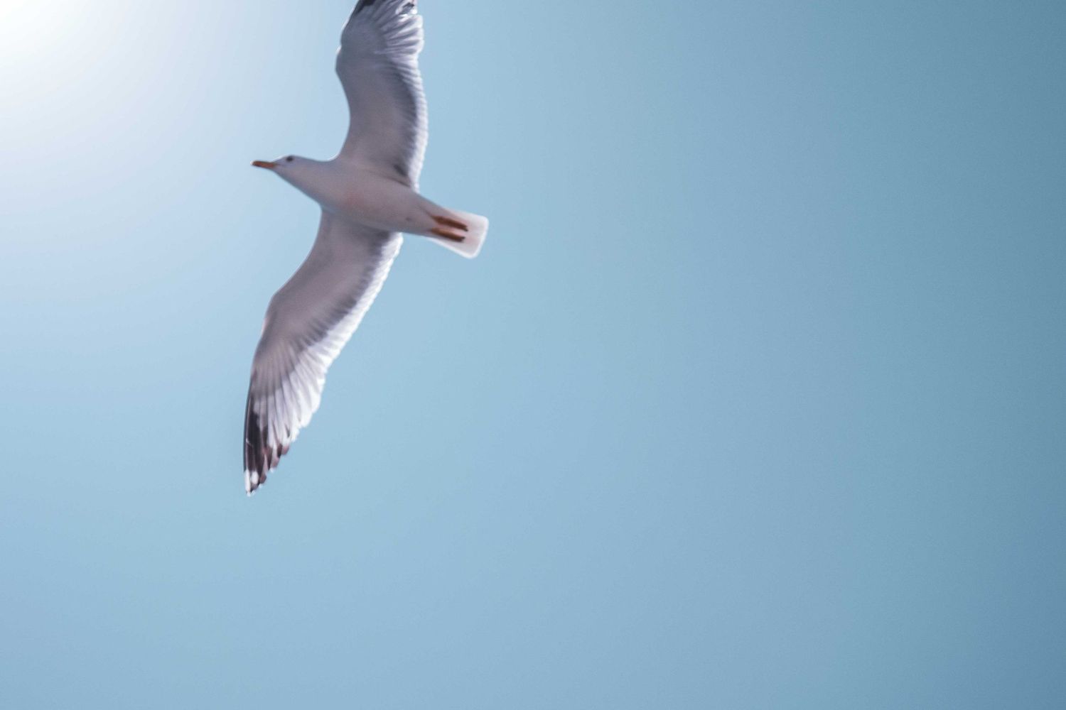 A seagull soars through a bright blue sky with wings spread wide, viewed from below.