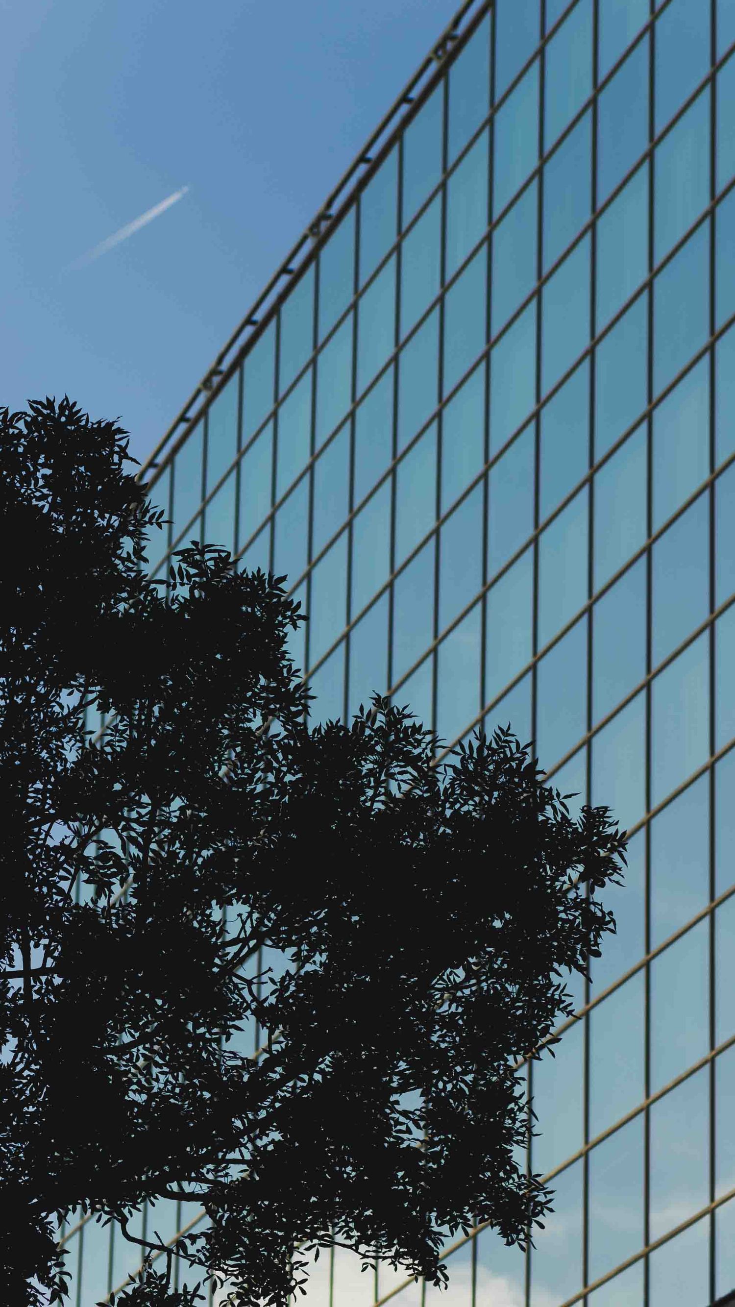 Modern glass office building facade reflects blue sky with silhouette of tree branches in the foreground.