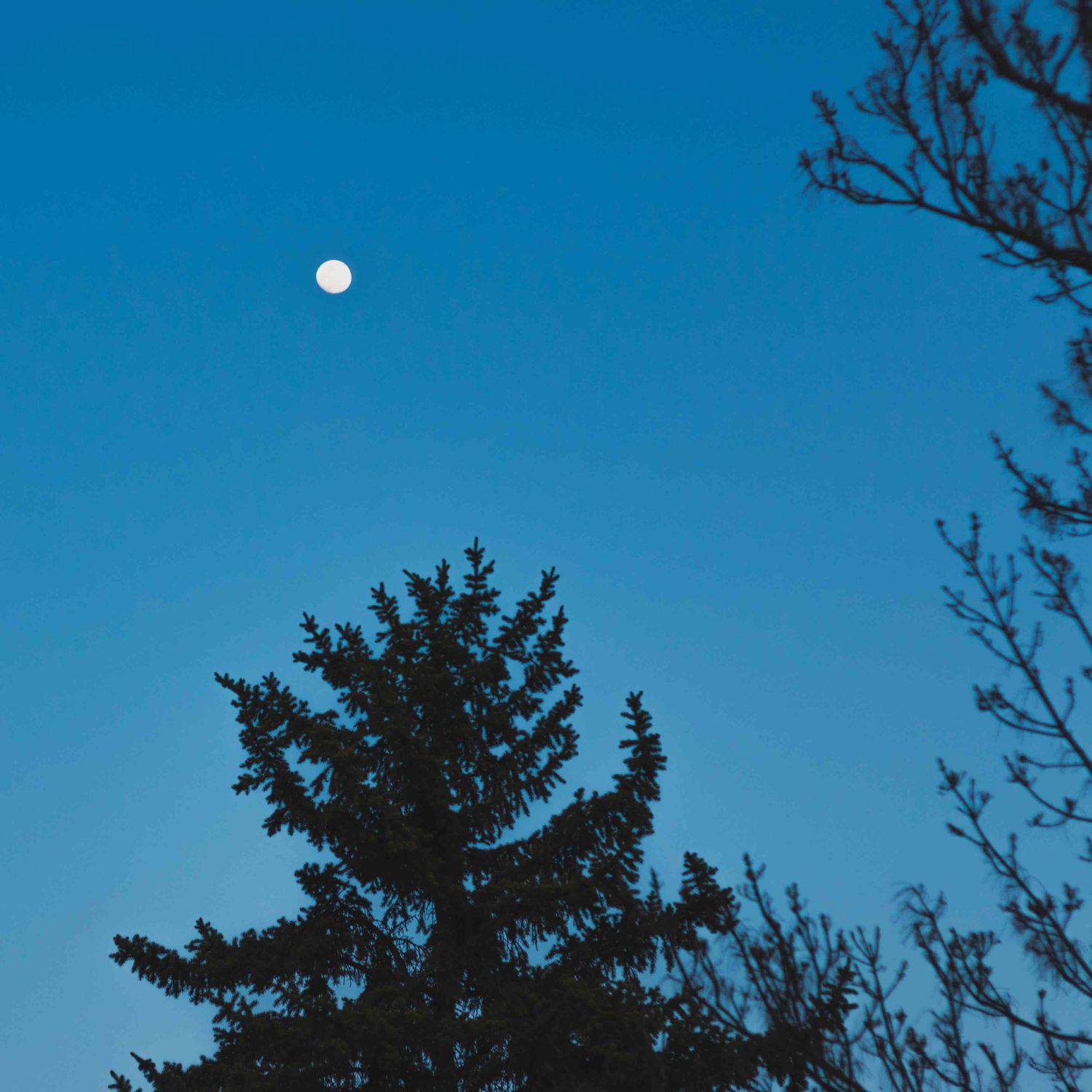 Panoramic sequence showing a tall evergreen tree silhouetted against a bright blue sky during golden hour.