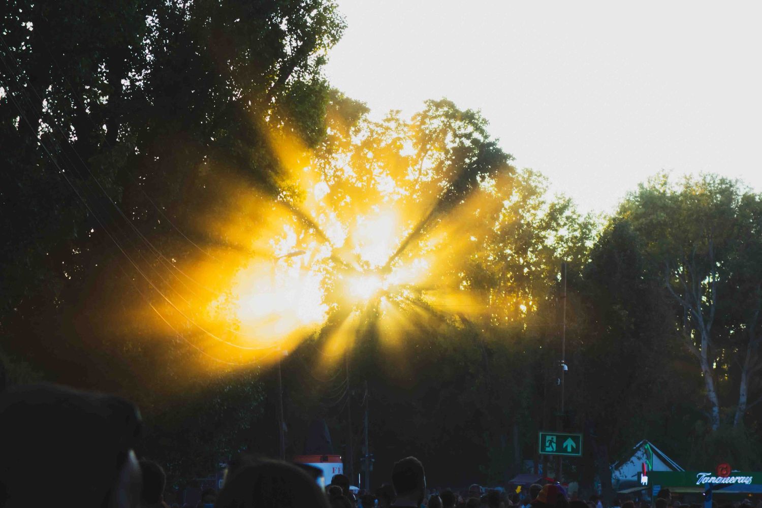 Golden sunbeams burst through silhouetted trees during sunrise creating a dramatic natural light display.