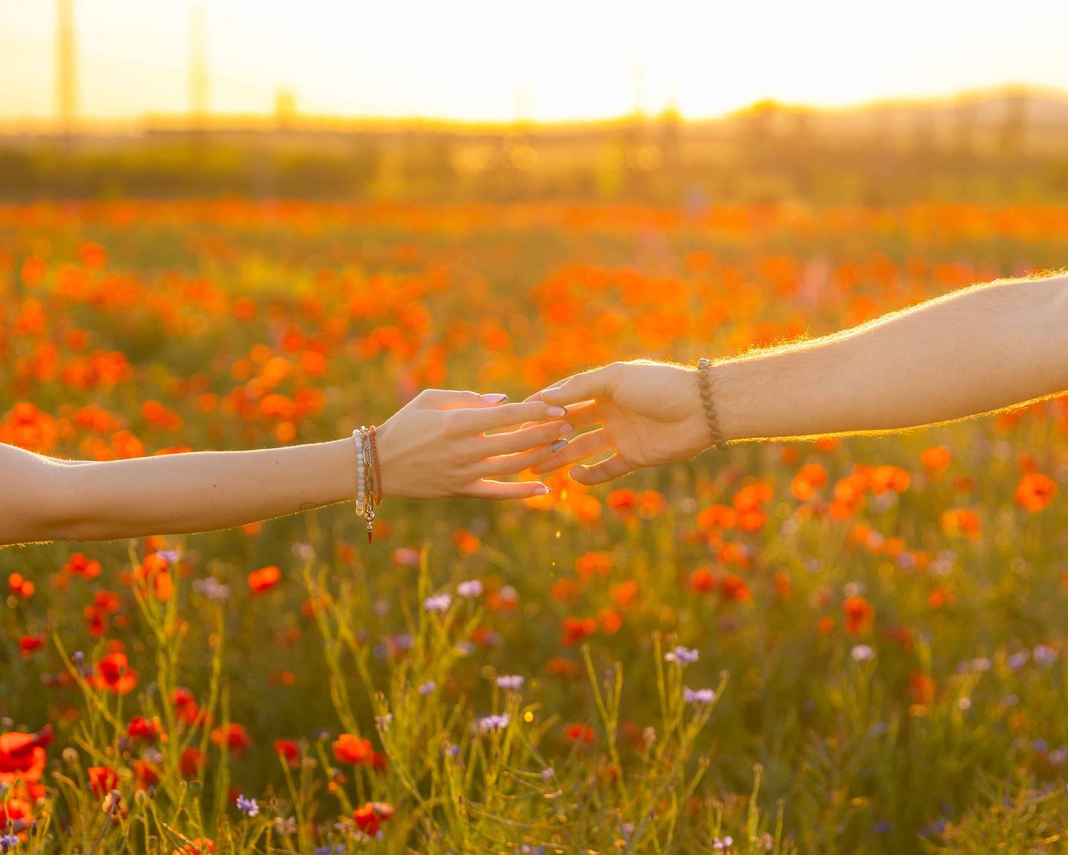 Hand reaches towards sunlit orange poppies growing in a golden meadow during sunset.