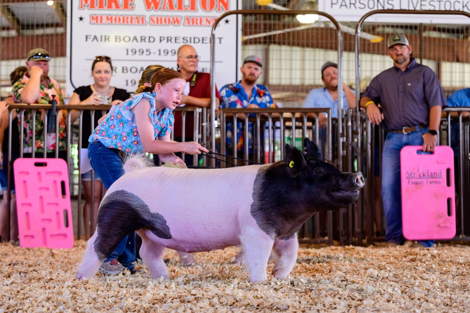 A show pig with black and white markings is being presented by a showman in a blue shirt at a livestock competition.