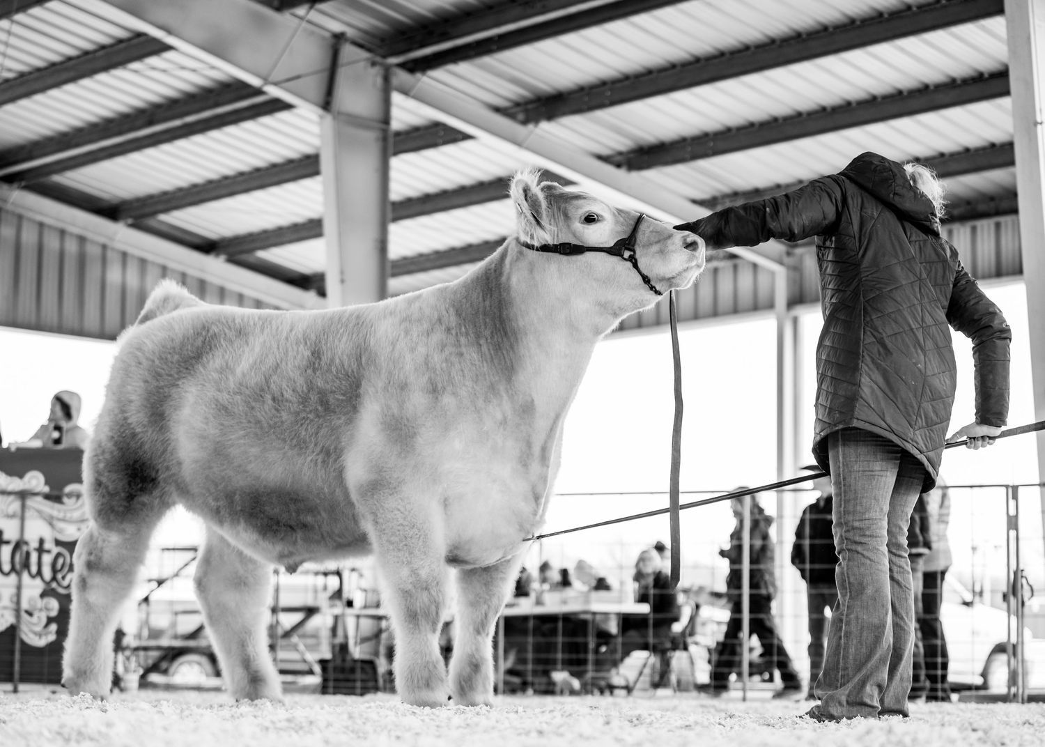 A girl showing a steer at the Coffeyville, KS spring cattle show.
