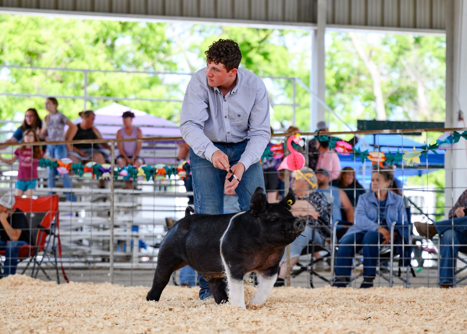 Show participant guiding a spotted pig in a spring pig show at Coffeyville, KS.
