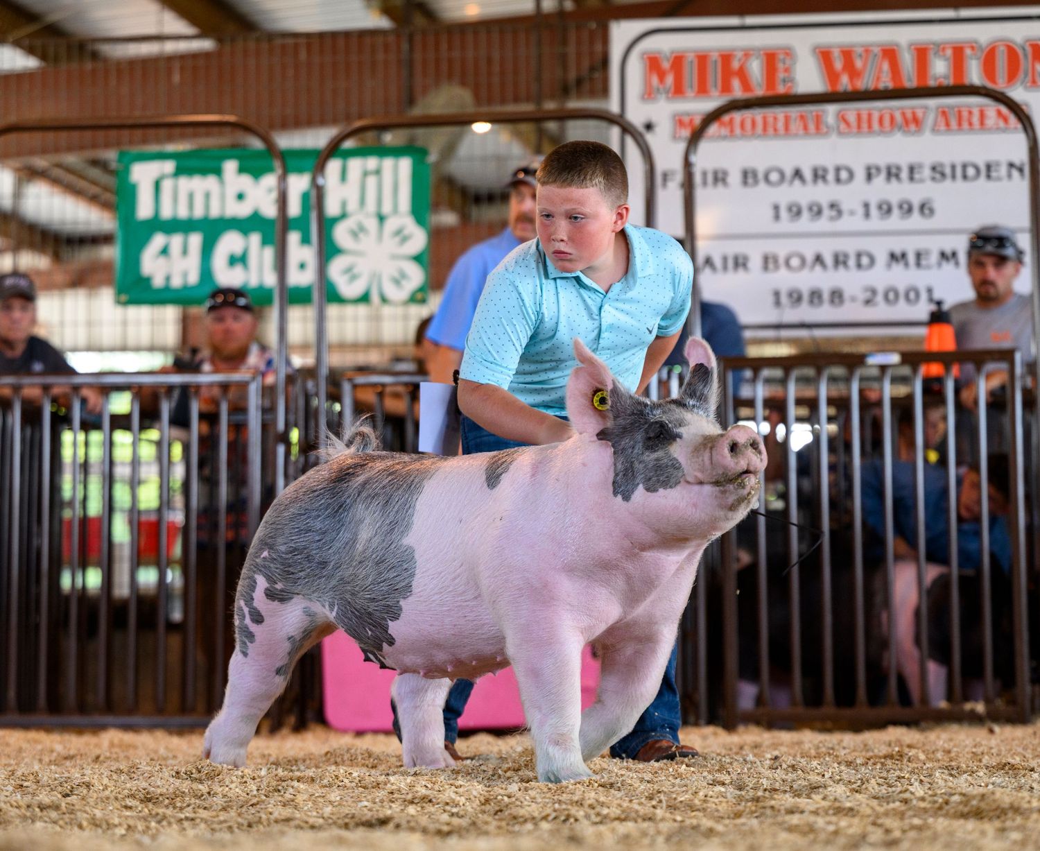 Young exhibitors guide their pigs around a show ring at a livestock competition event.