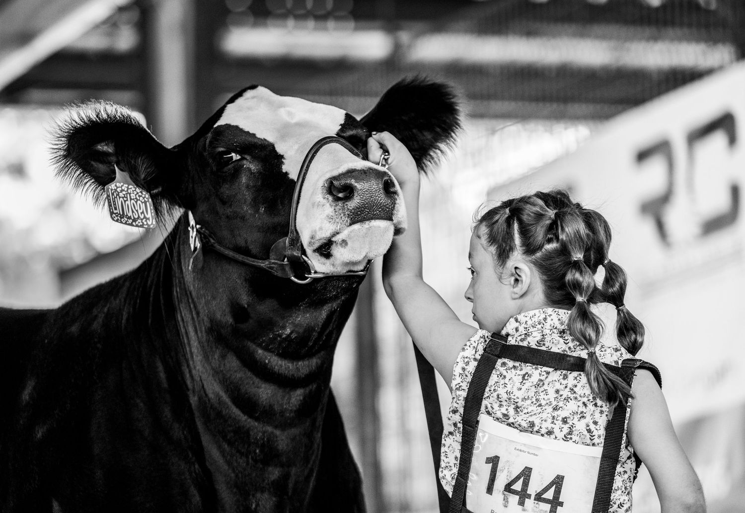 A young girl showing her heifer at the Labette County Fair.