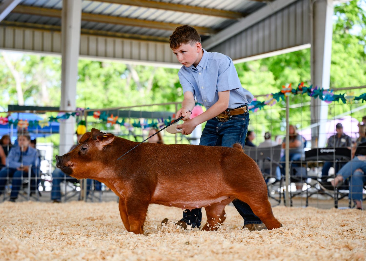 A showman walking his pig in the show ring at the Coffeyville, KS spring pig show.